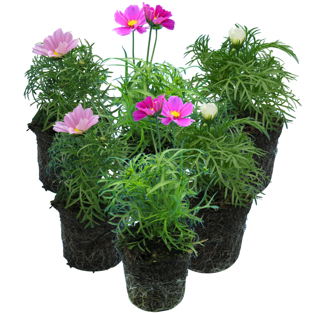 Set of Cosmos bipinnatus 'Apollo Carmine', 'Apollo White' and 'Apollo Pink'