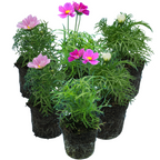 Set of Cosmos bipinnatus 'Apollo Carmine', 'Apollo White' and 'Apollo Pink' from Cedar Nursery, Cobham