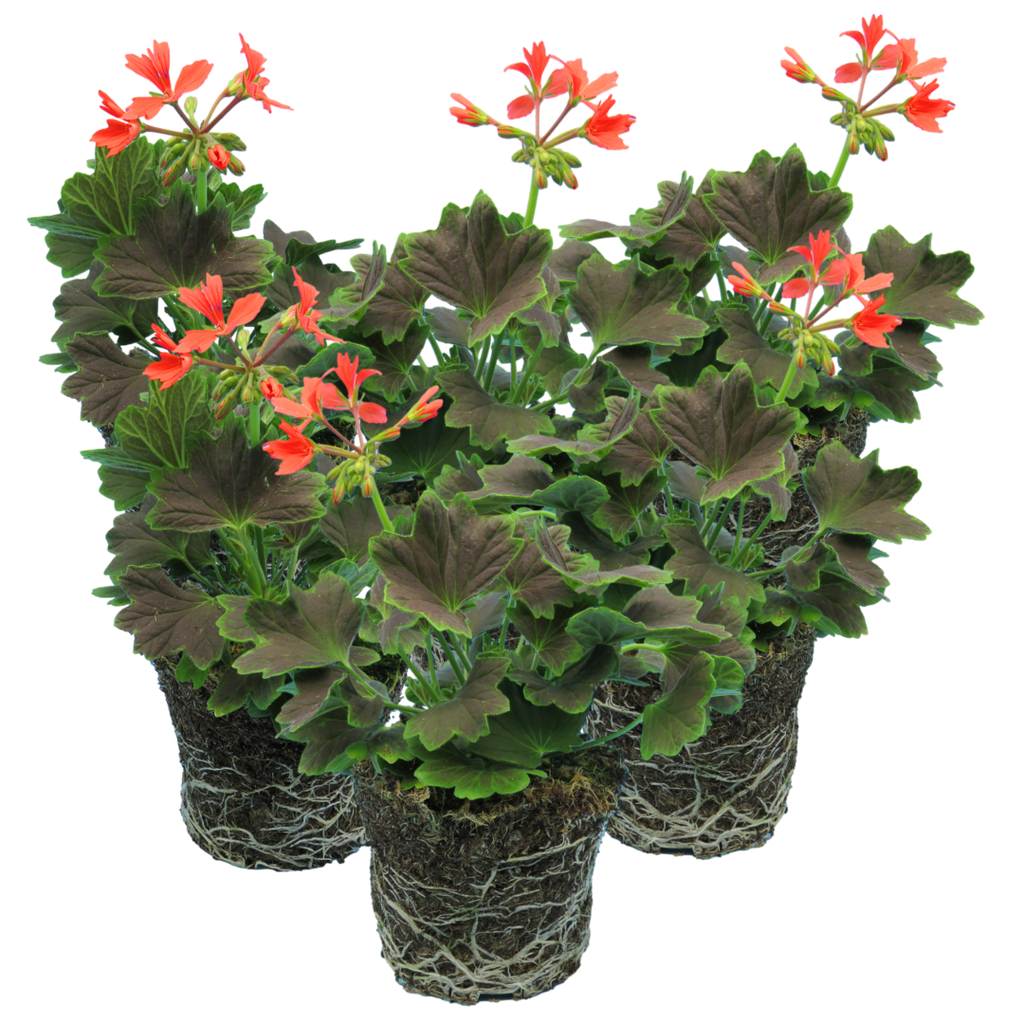 Pelargonium 'Pelgardini Variegated Chocolate' from Cedar Nursery, Cobham