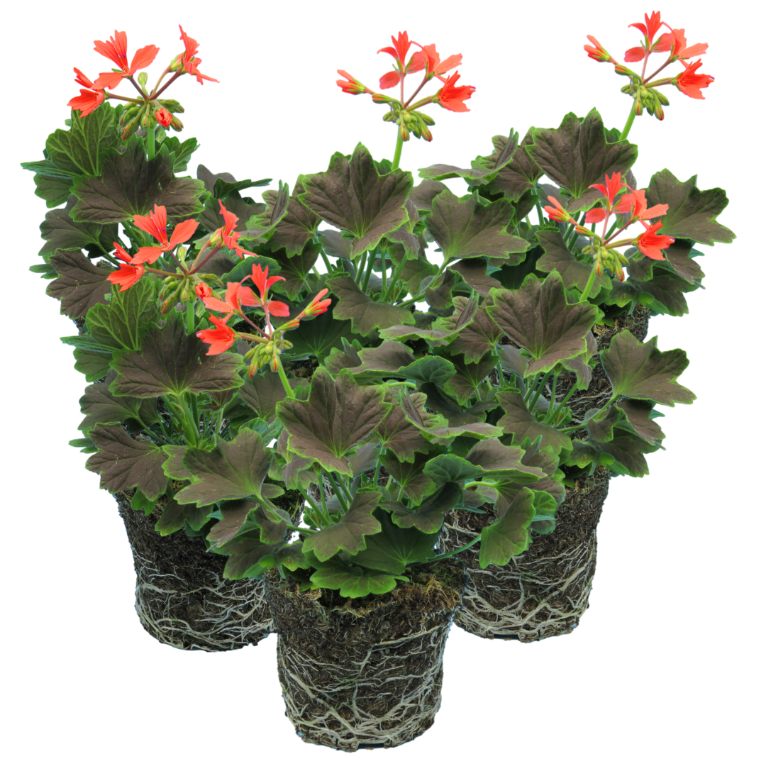 Pelargonium 'Pelgardini Variegated Chocolate' from Cedar Nursery, Cobham