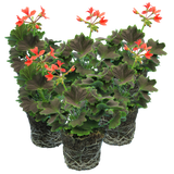 Pelargonium 'Pelgardini Variegated Chocolate' from Cedar Nursery, Cobham