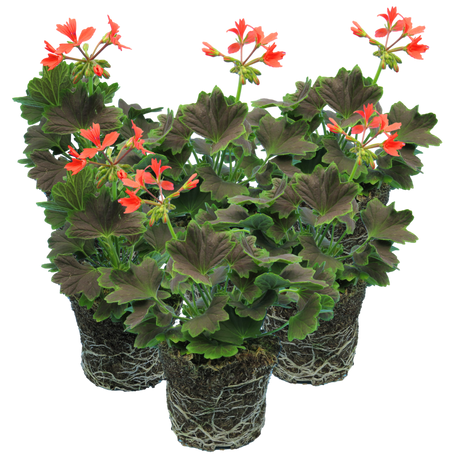 Pelargonium 'Pelgardini Variegated Chocolate' from Cedar Nursery, Cobham