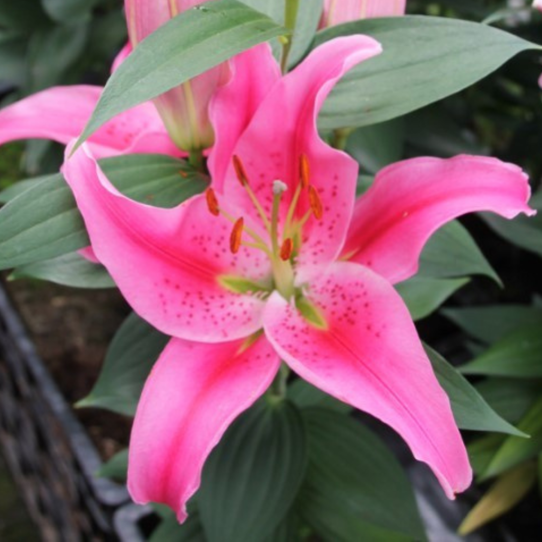 Lilium (Oriental Group) 'Rich Romance' from Cedar Nursery, Cobham
