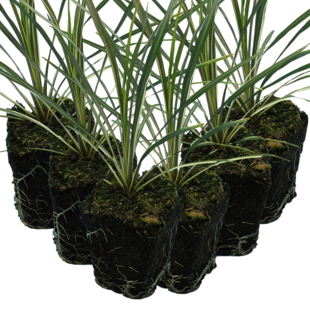 Cordyline australis 'Torbay Dazzler' from Cedar Nursery, Cobham