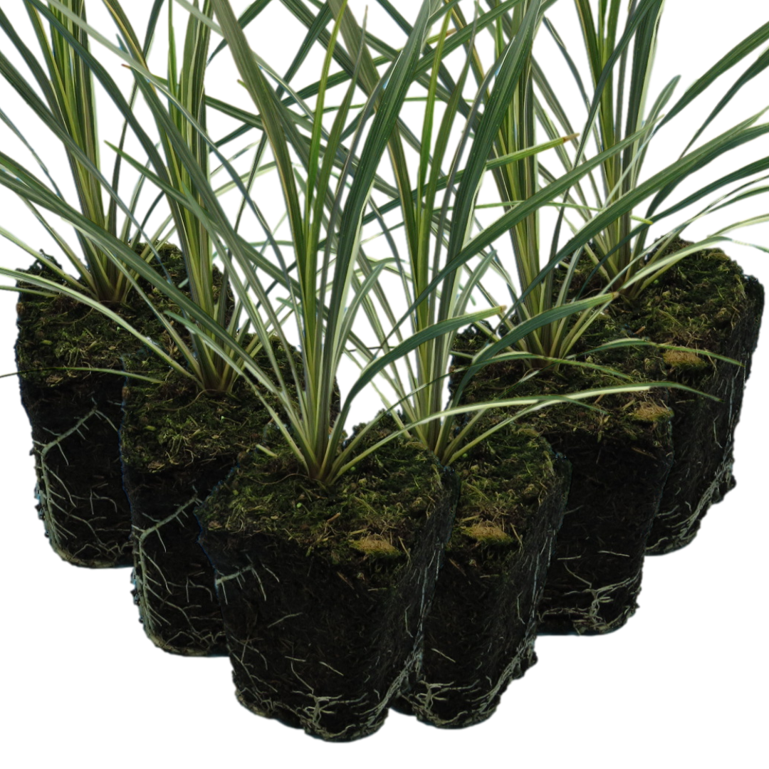 Cordyline australis 'Torbay Dazzler' from Cedar Nursery, Cobham