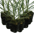 Cordyline australis 'Torbay Dazzler' from Cedar Nursery, Cobham
