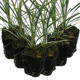 Cordyline australis 'Torbay Dazzler' from Cedar Nursery, Cobham