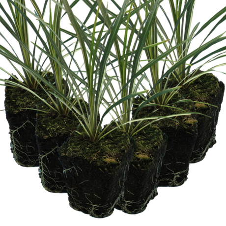 Cordyline australis 'Torbay Dazzler' from Cedar Nursery, Cobham
