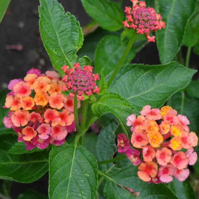Lantana camara 'Evita Rose' from Cedar Nursery, Cobham