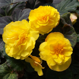 Begonia 'Mocca Yellow' from Cedar Nursery, Cobham
