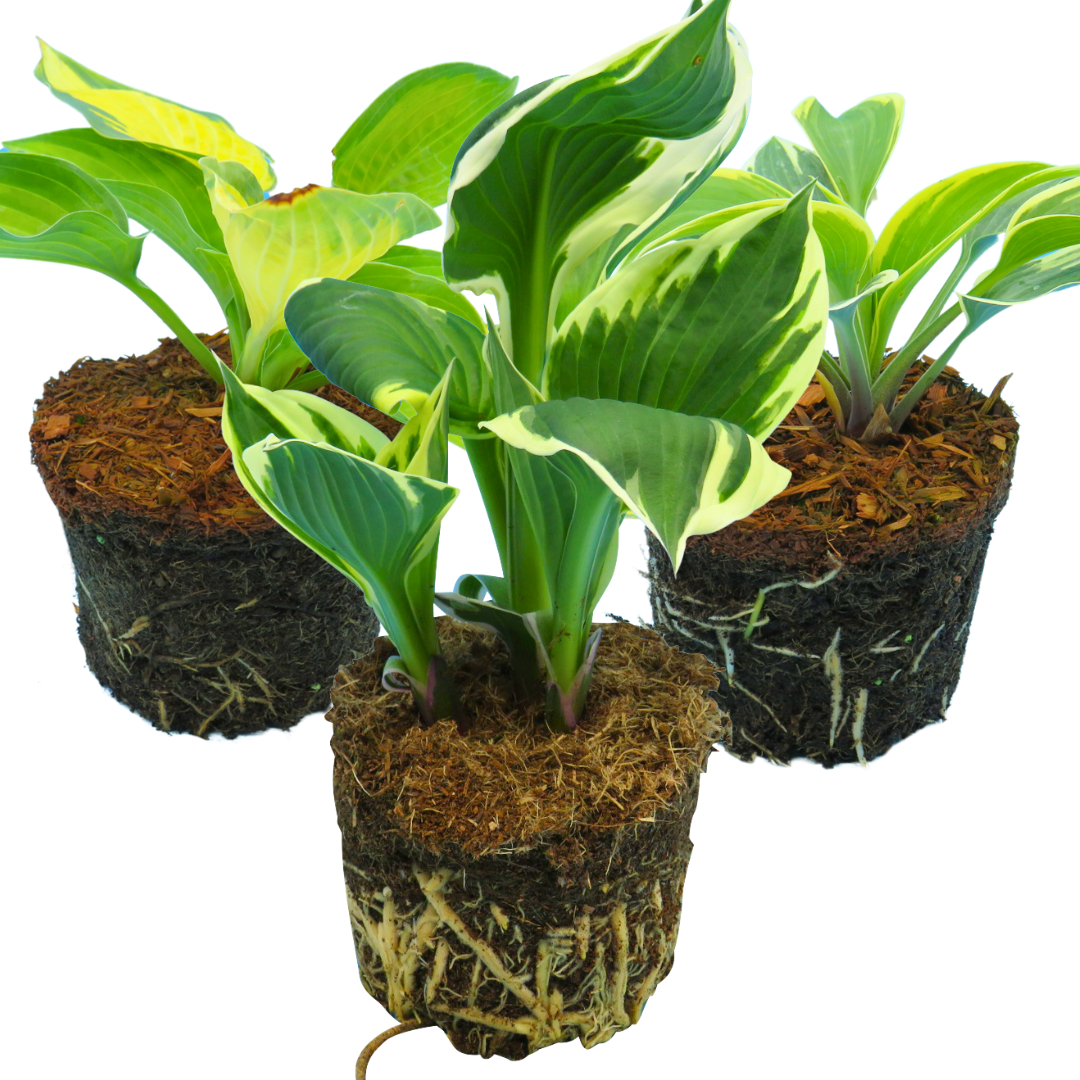 Set of Hosta (Francee, First Frost, Paul's Glory)
