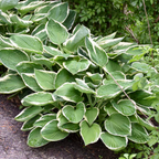 Hosta 'Paul's Glory' from Cedar Nursery, Cobham