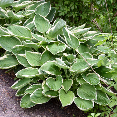 Hosta 'Paul's Glory' from Cedar Nursery, Cobham