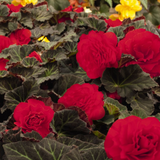 Begonia 'Mocca Cherry' from Cedar Nursery, Cobham