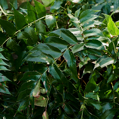 Polystichum setiferum (Shield Fern)