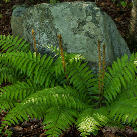 Polystichum setiferum (Shield Fern) from Cedar Nursery, Cobham