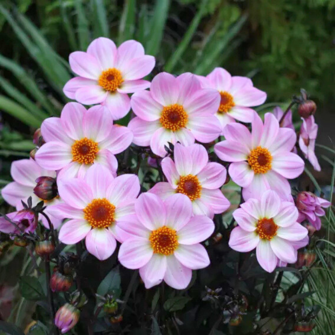 Dahlia 'Dahelgria Pink Flame' from Cedar Nursery, Cobham