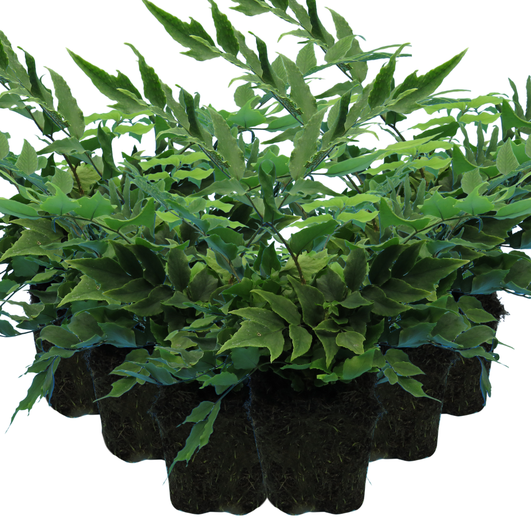 Cyrtomium falcatum (Holly Fern) from Cedar Nursery, Cobham