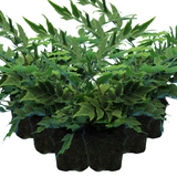 Cyrtomium falcatum (Holly Fern) from Cedar Nursery, Cobham