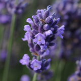 Lavandula angustifolia 'Light Blue' from Cedar Nursery, Cobham