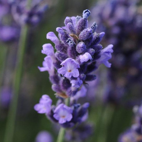Lavandula angustifolia 'Light Blue' from Cedar Nursery, Cobham