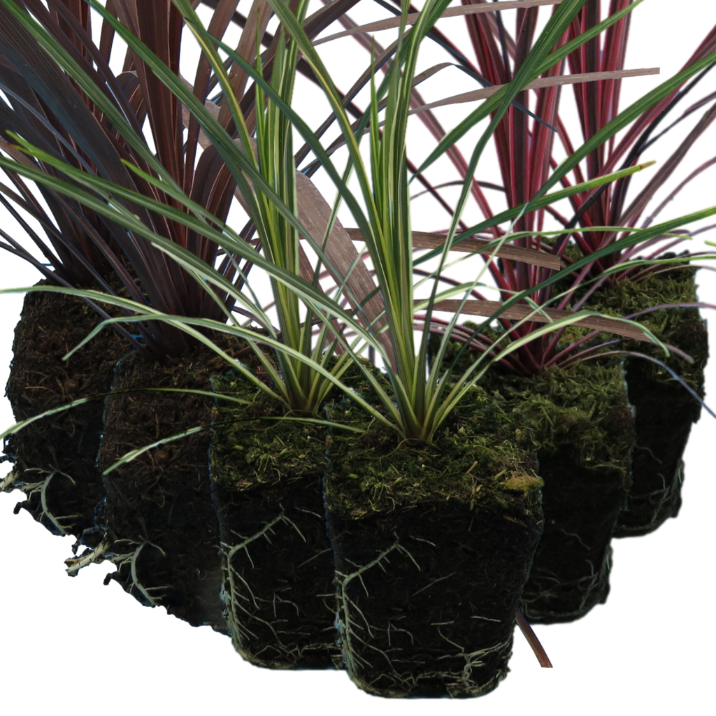 Set of Cordyline australis (Red Star, Charlie Boy, Torbay Dazzler) from Cedar Nursery, Cobham