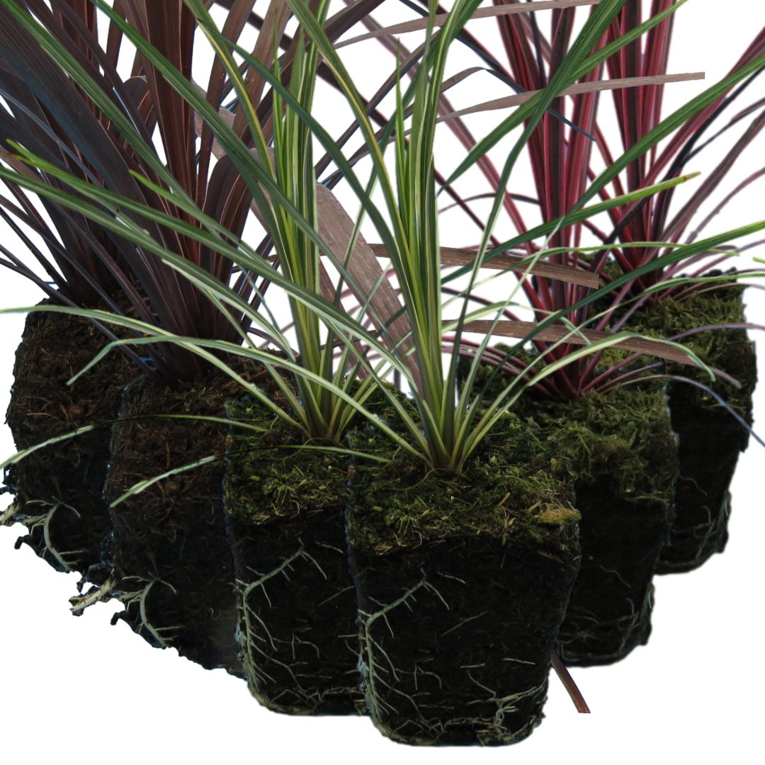 Set of Cordyline australis (Red Star, Charlie Boy, Torbay Dazzler) from Cedar Nursery, Cobham