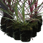 Set of Cordyline australis (Red Star, Charlie Boy, Torbay Dazzler) from Cedar Nursery, Cobham