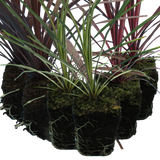 Set of Cordyline australis (Red Star, Charlie Boy, Torbay Dazzler) from Cedar Nursery, Cobham