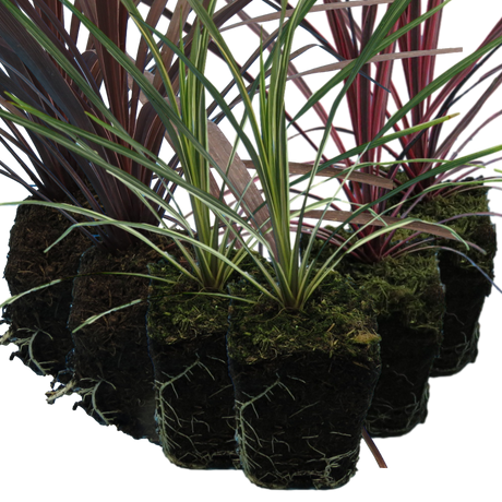 Set of Cordyline australis (Red Star, Charlie Boy, Torbay Dazzler) from Cedar Nursery, Cobham
