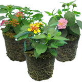 Set of Lantana camara 'Evita' (Sunrise, Pink, Rose) from Cedar Nursery, Cobham