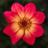 Dahlia 'Dahelgria Sunrise' from Cedar Nursery, Cobham