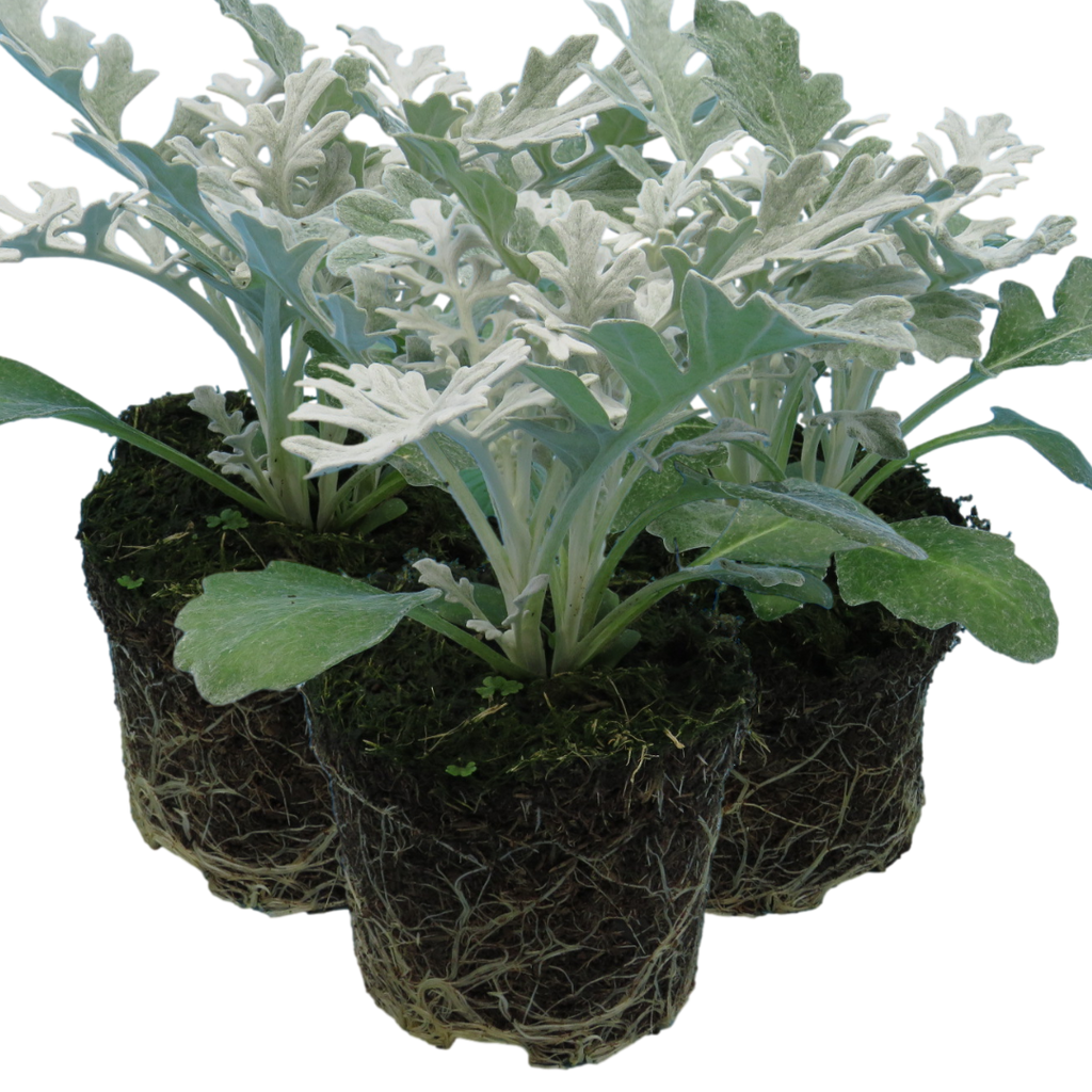 Senecio cineraria 'Silverdust' from Cedar Nursery, Cobham