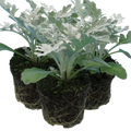 Senecio cineraria 'Silverdust' from Cedar Nursery, Cobham
