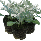 Senecio cineraria 'Silverdust' from Cedar Nursery, Cobham
