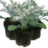 Senecio cineraria 'Silverdust'
