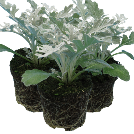 Senecio cineraria 'Silverdust' from Cedar Nursery, Cobham
