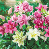 Set of Lilium Oriental 'Romance' Series (Gentle, Golden, Rich) from Cedar Nursery, Cobham