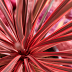 Cordyline australis 'Red Star' from Cedar Nursery, Cobham