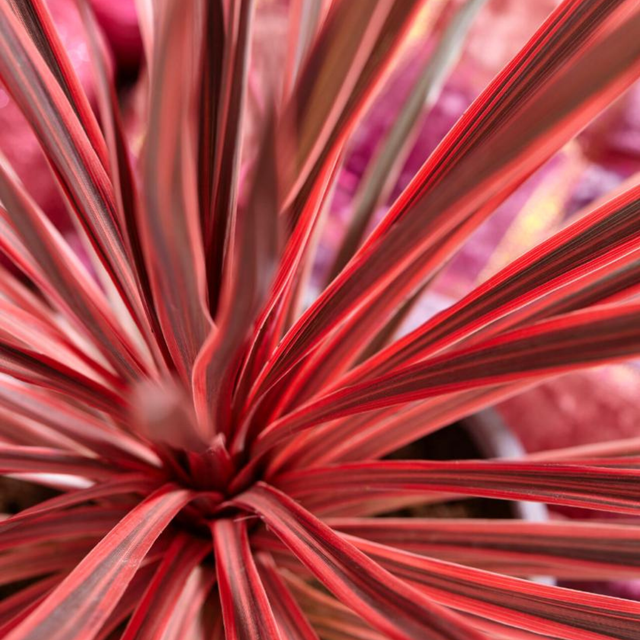 Cordyline australis 'Red Star' from Cedar Nursery, Cobham