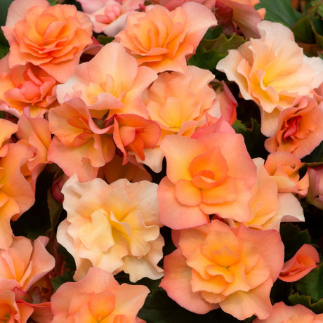 Begonia 'Solenia Apricot' from Cedar Nursery, Cobham