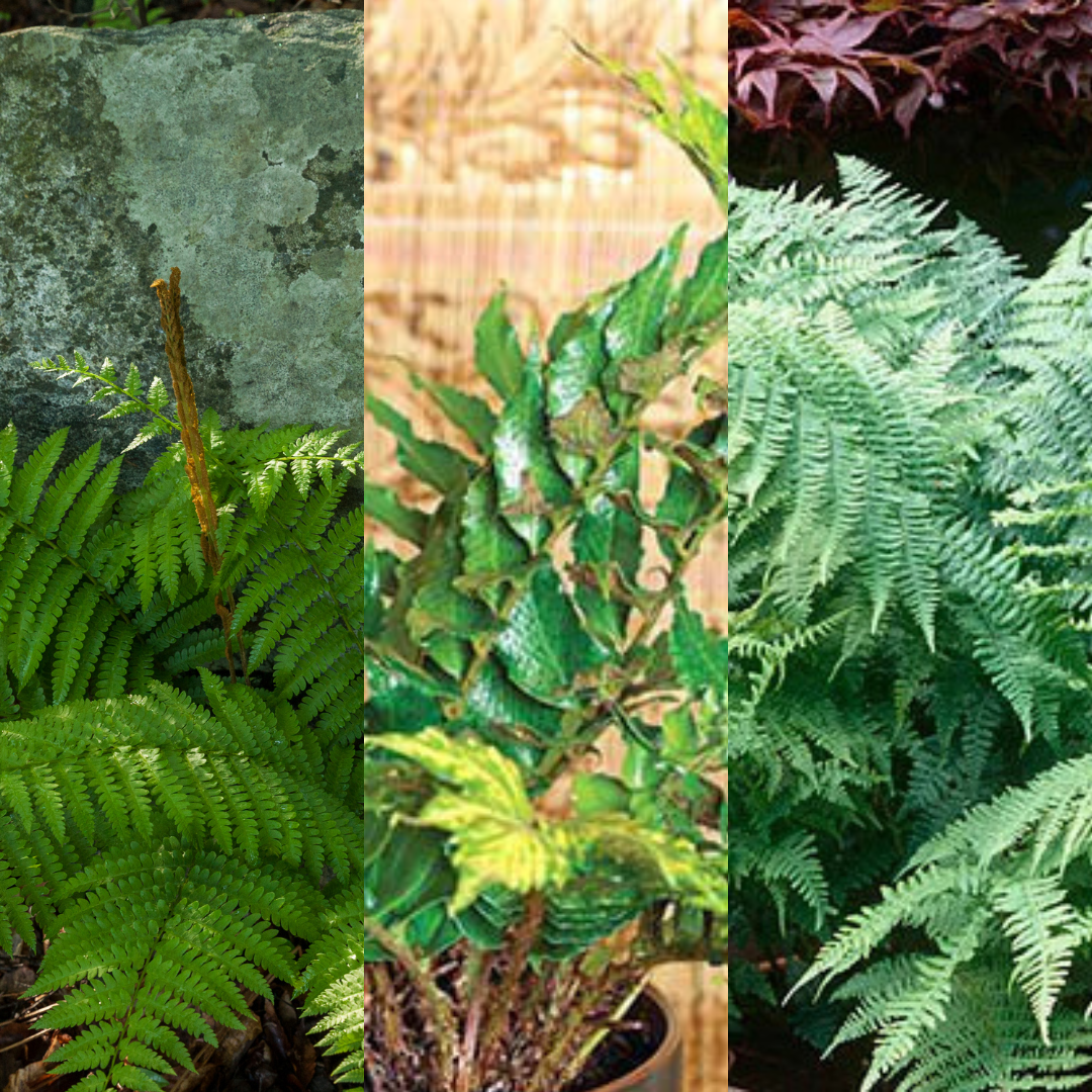 Set of Ferns - Polystichum setiferum, Cyrtomium falcatum, Dryopteris filix-mas from Cedar Nursery, Cobham