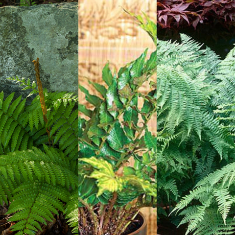 Set of Ferns - Polystichum setiferum, Cyrtomium falcatum, Dryopteris filix-mas from Cedar Nursery, Cobham