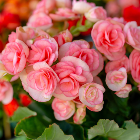Begonia 'Ilona Camilla' from Cedar Nursery, Cobham