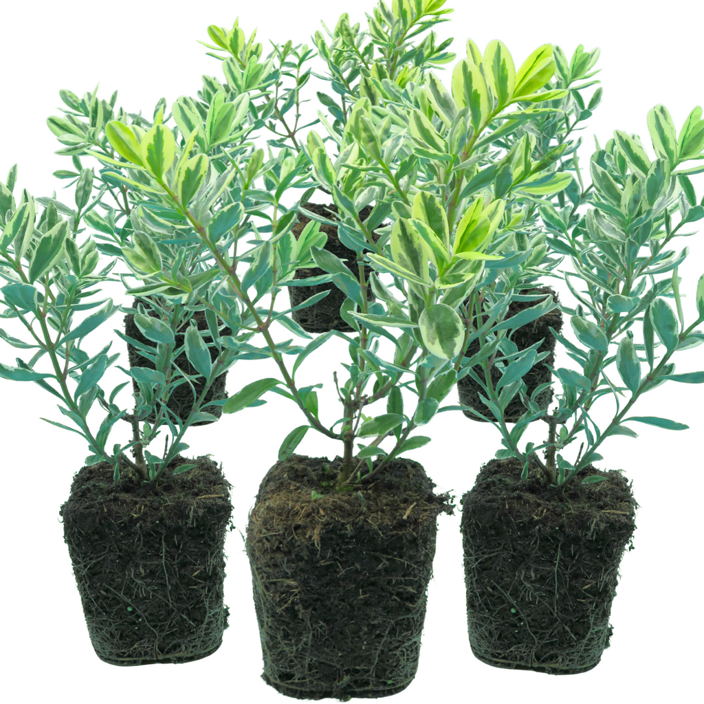 Hebe 'Variegata' from Cedar Nursery, Cobham