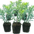 Hebe 'Variegata' from Cedar Nursery, Cobham