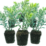 Hebe 'Variegata' from Cedar Nursery, Cobham