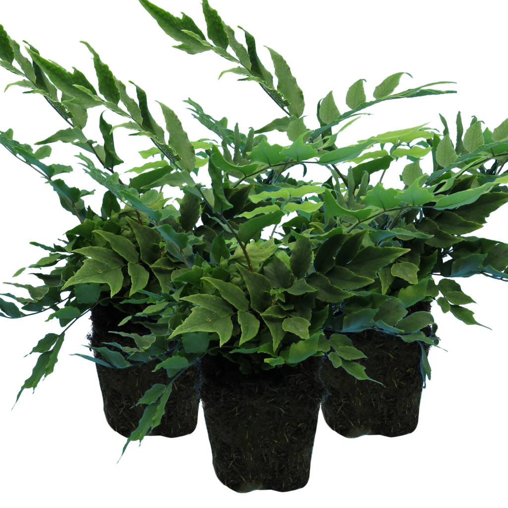 Cyrtomium falcatum (Holly Fern) from Cedar Nursery, Cobham