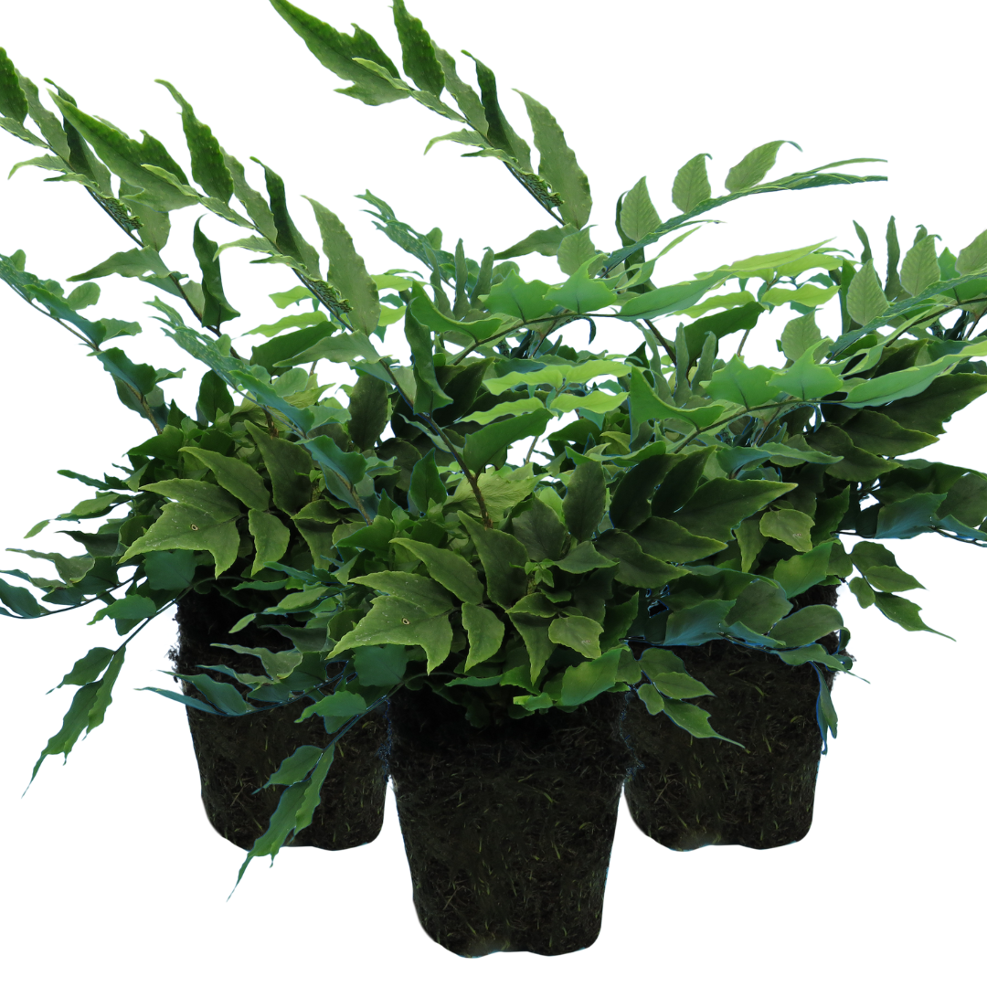 Cyrtomium falcatum (Holly Fern) from Cedar Nursery, Cobham