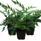 Cyrtomium falcatum (Holly Fern) from Cedar Nursery, Cobham